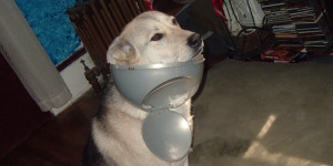 The "one-way" trash lid bad dog caught in the act guilty moments