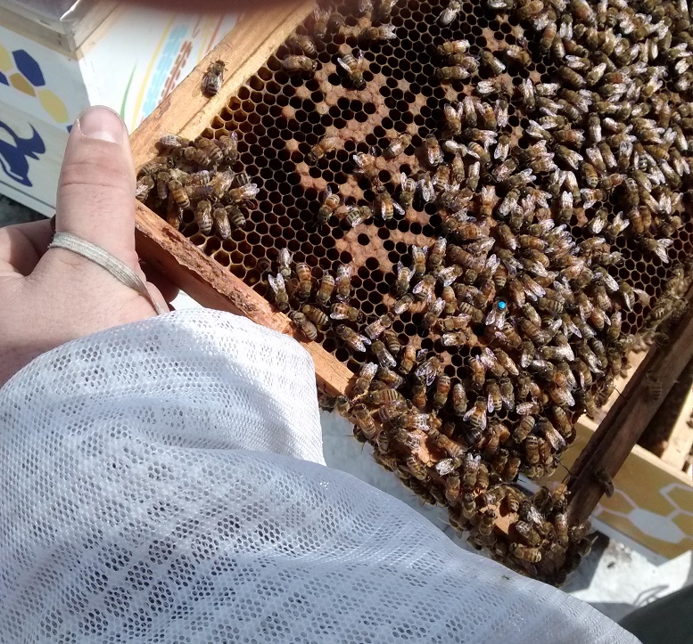 The queen, with a blue dot (for monitoring)