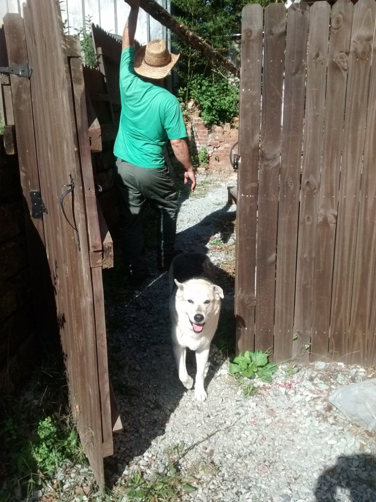 Syba helping by getting underfoot
