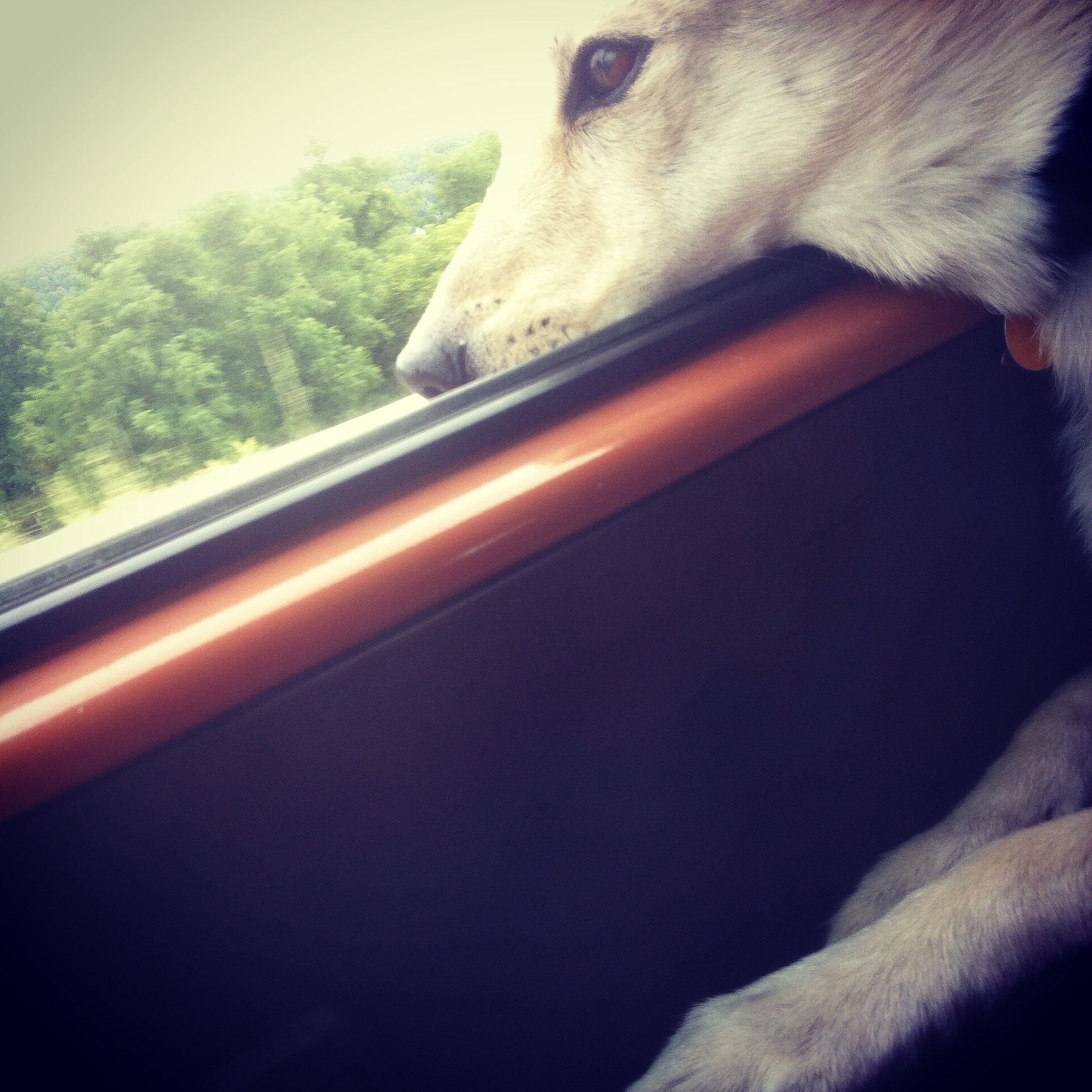 Top 10 dog bars in Durham You Big Talker